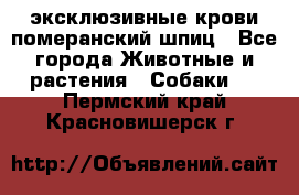 эксклюзивные крови-померанский шпиц - Все города Животные и растения » Собаки   . Пермский край,Красновишерск г.